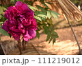赤い牡丹 111219012