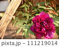 冬の庭に咲く冬牡丹 111219014