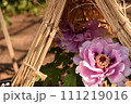 冬ぼたん苑に咲く冬ボタン 111219016