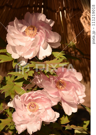 冬牡丹の花と葉牡丹 111219018