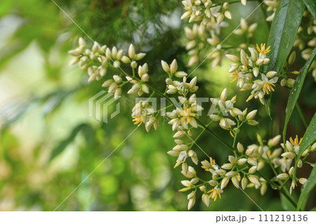 初夏の森の咲く白いナンテンの花 初夏の森の咲く白いナンテンの花 111219136