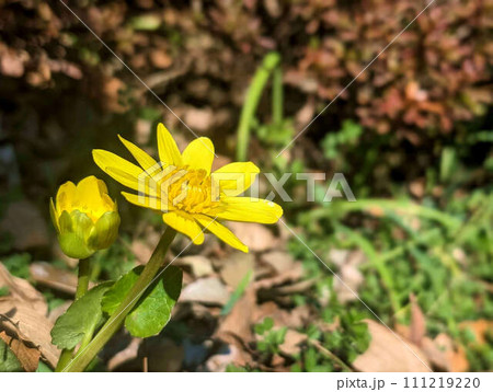 森に咲く黄色い花 森に咲く黄色い花 111219220