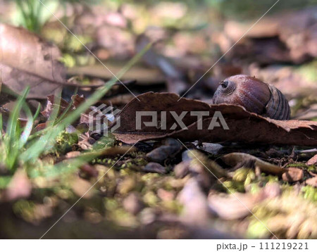 森の中の落ち葉とどんぐり 森の中の落ち葉とどんぐり 111219221