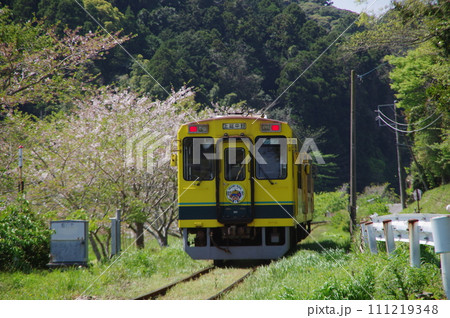 いすみ鉄道 いすみ300形と桜 111219348