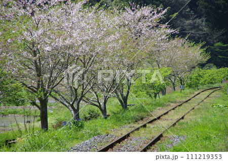 いすみ鉄道 線路沿いの桜 いすみ鉄道 線路沿いの桜 111219353