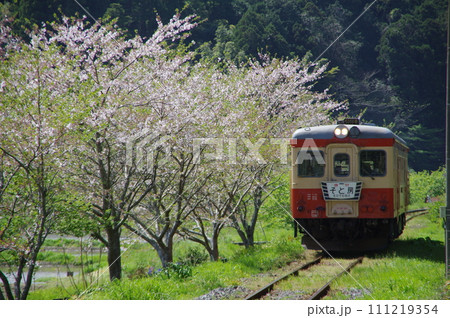 いすみ鉄道 急行そと房 キハ52と桜 いすみ鉄道 急行そと房 キハ52と桜 111219354