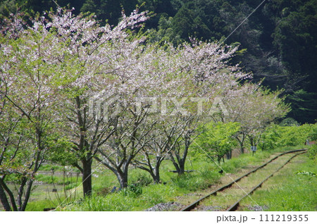 いすみ鉄道 線路沿いの桜 いすみ鉄道 線路沿いの桜 111219355