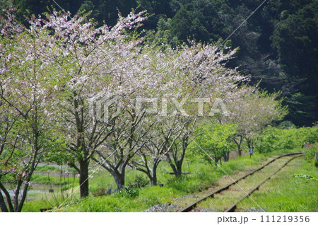 いすみ鉄道 線路沿いの桜 いすみ鉄道 線路沿いの桜 111219356
