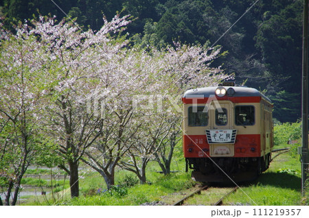いすみ鉄道 急行そと房 キハ52と桜 いすみ鉄道 急行そと房 キハ52と桜 111219357