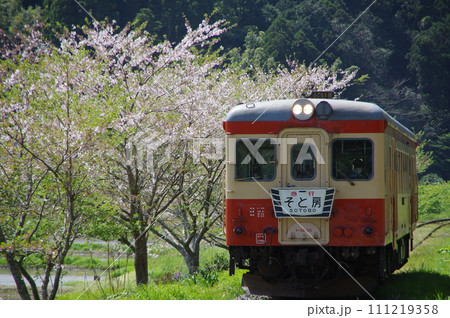 いすみ鉄道 急行そと房 キハ52と桜 いすみ鉄道 急行そと房 キハ52と桜 111219358