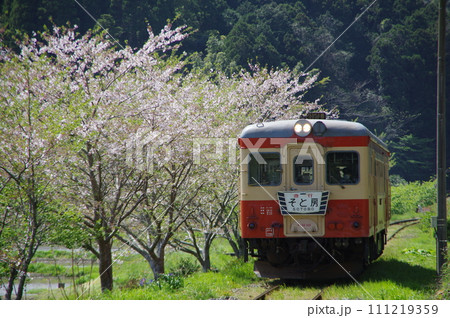 いすみ鉄道 急行そと房 キハ52と桜 いすみ鉄道 急行そと房 キハ52と桜 111219359