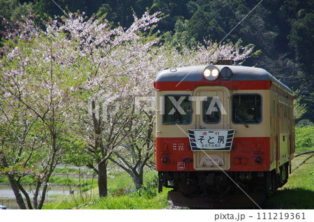 いすみ鉄道 急行そと房 キハ52と桜 111219361