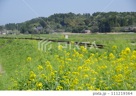 いすみ鉄道 線路沿いの菜の花 111219364