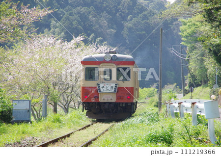 いすみ鉄道 急行そと房 キハ52と桜 いすみ鉄道 急行そと房 キハ52と桜 111219366