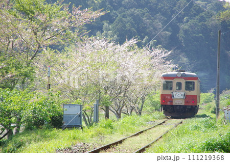いすみ鉄道 急行そと房 キハ52と桜 いすみ鉄道 急行そと房 キハ52と桜 111219368