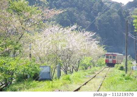 いすみ鉄道 急行そと房 キハ52と桜 111219370