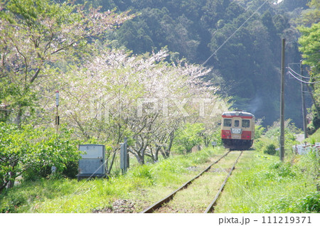 いすみ鉄道 急行そと房 キハ52と桜 111219371