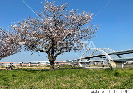 桜・荒川風景・首都高速五色桜大橋【東京都足立区】 111219496