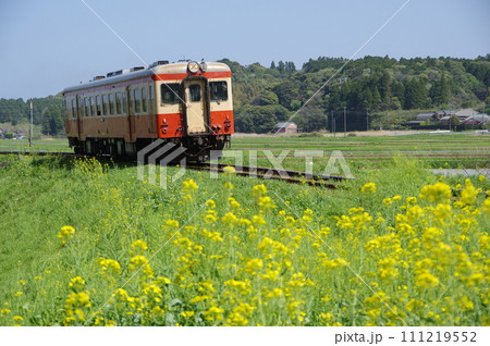 いすみ鉄道 キハ52単行と菜の花 いすみ鉄道 キハ52単行と菜の花 111219552