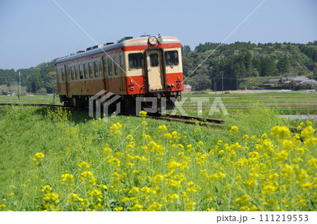 いすみ鉄道 キハ52単行と菜の花 いすみ鉄道 キハ52単行と菜の花 111219553