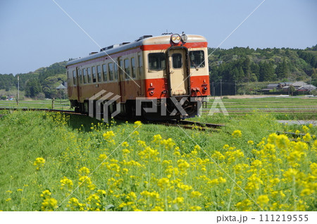 いすみ鉄道 キハ52単行と菜の花 いすみ鉄道 キハ52単行と菜の花 111219555