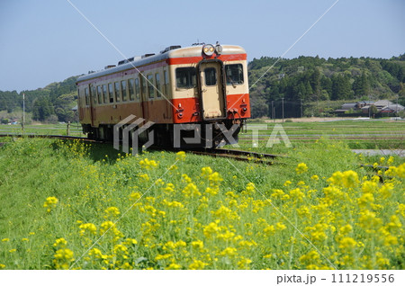 いすみ鉄道 キハ52単行と菜の花 111219556