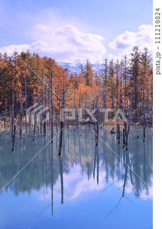 紅葉の白金青い池 111219824