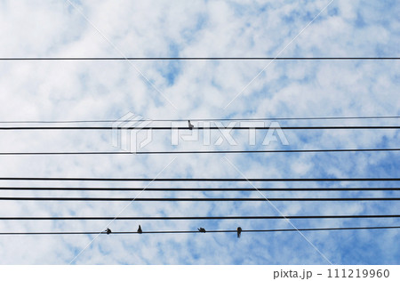 電線に止まる鳥 電線に止まる鳥 111219960