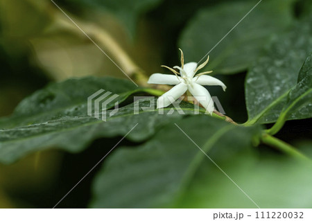 コーヒーの花 111220032