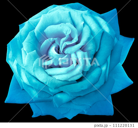 rose flower  on black isolated background with clipping path. Closeup. For design. Nature. 111220131