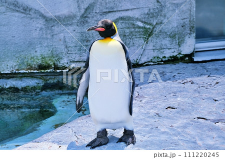北海道旭川市　旭山動物園 ぺんぎん館のキングペンギン 111220245