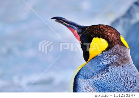 北海道旭川市　旭山動物園 ぺんぎん館のキングペンギン 111220247