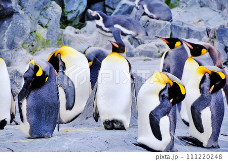 北海道旭川市　旭山動物園 ぺんぎん館 111220248