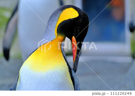 北海道旭川市 旭山動物園 ぺんぎん館のキングペンギン 北海道旭川市 旭山動物園 ぺんぎん館のキングペンギン 111220249