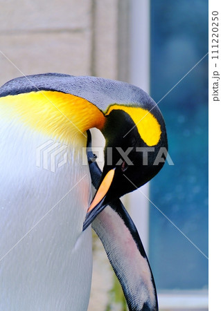 北海道旭川市　旭山動物園 ぺんぎん館のキングペンギン 111220250