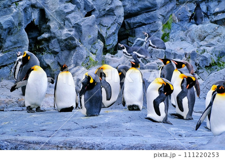 北海道旭川市　旭山動物園 ぺんぎん館 111220253