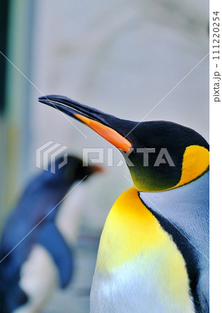 北海道旭川市 旭山動物園 ぺんぎん館のキングペンギン 北海道旭川市 旭山動物園 ぺんぎん館のキングペンギン 111220254