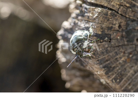 アカスジキンカメムシ 111220290