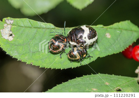 アカスジキンカメムシ 111220291