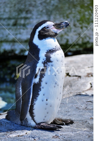 北海道旭川市 旭山動物園 ぺんぎん館のフンボルトペンギン 北海道旭川市 旭山動物園 ぺんぎん館のフンボルトペンギン 111220403