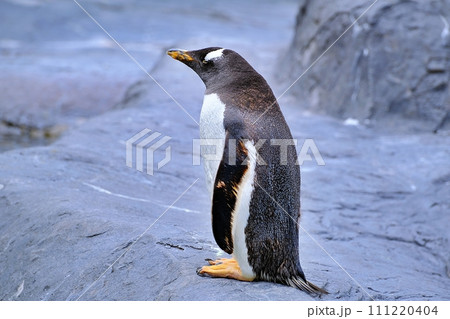 北海道旭川市 旭山動物園 ぺんぎん館のジェンツーペンギンの写真素材