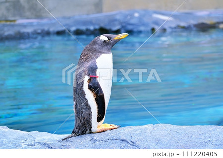 北海道旭川市 旭山動物園 ぺんぎん館のジェンツーペンギン 北海道旭川市 旭山動物園 ぺんぎん館のジェンツーペンギン 111220405