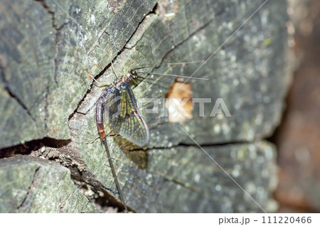 モンカゲロウ 111220466