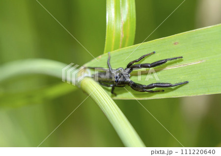 オスグロハエトリ 111220640