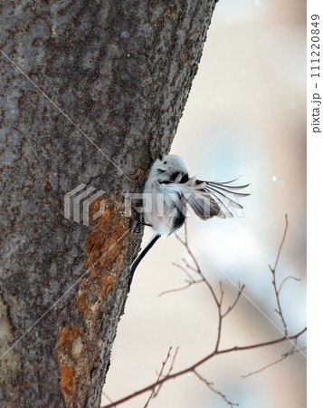 冬のシマエナガ 111220849