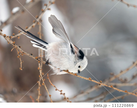 冬のシマエナガ 111220869