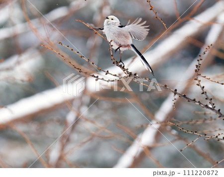 冬のシマエナガ 111220872