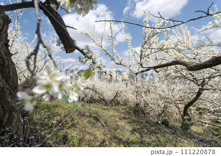 スモモの花と青空 111220878