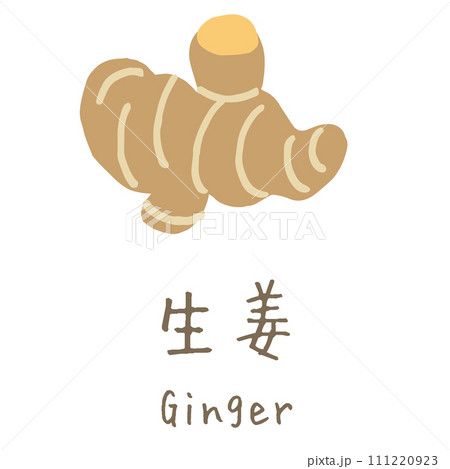 生姜　Ginger　イラスト 111220923