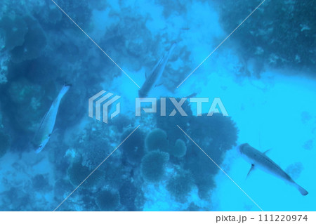 沖縄県石垣島の川平湾のグラスボートから見える景色 111220974